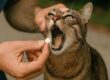 Dare medicinali al gatto