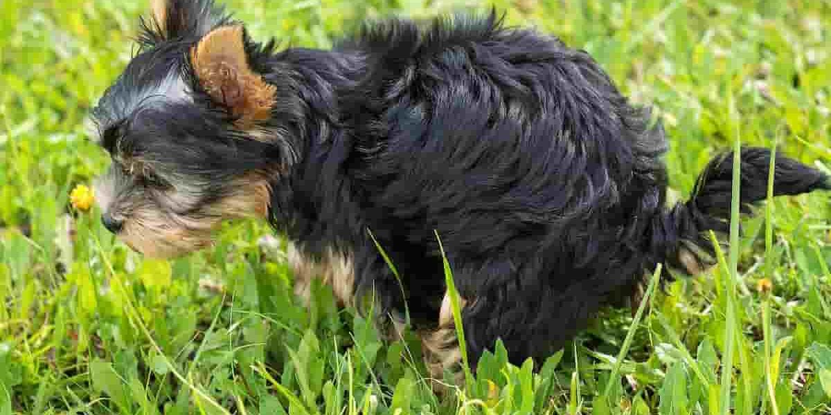 cane stitico