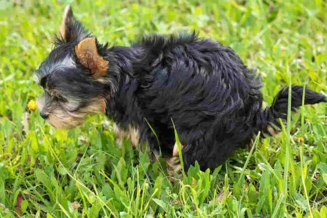 cane stitico