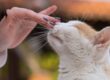 gatto che cerca contatto con mani di donna