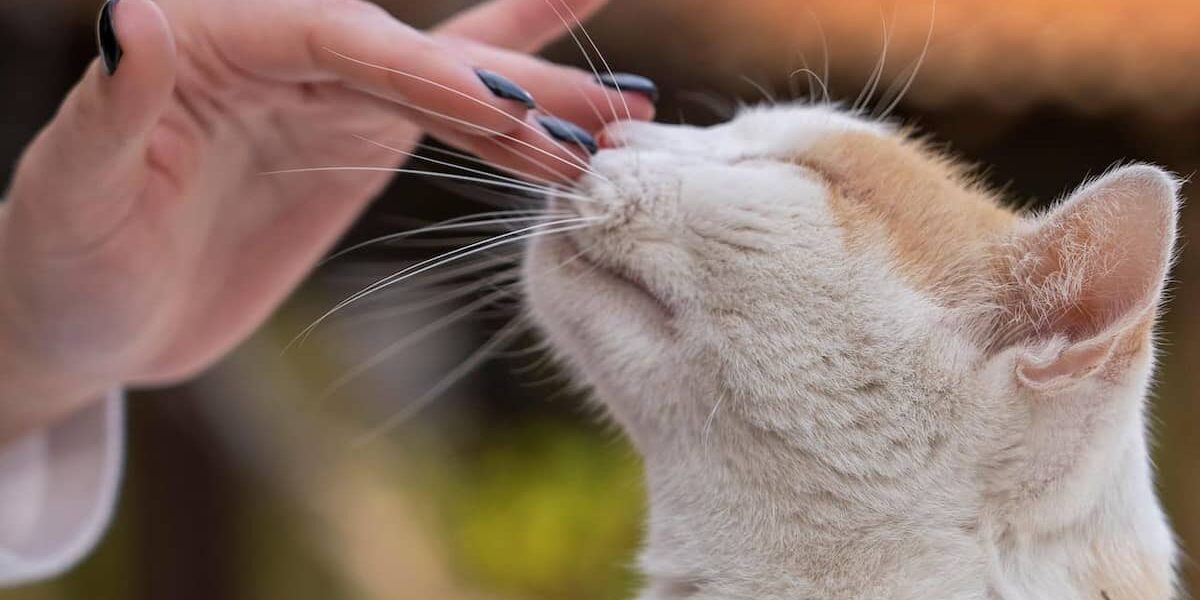 ai gatti piace essere presi in braccio gatto che cerca contatto con mani di donna
