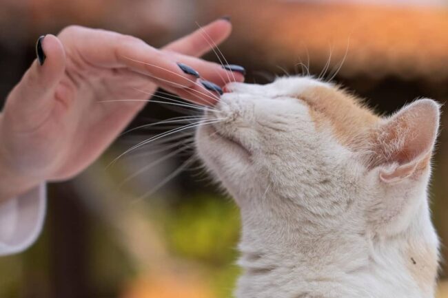 gatto che cerca contatto con mani di donna