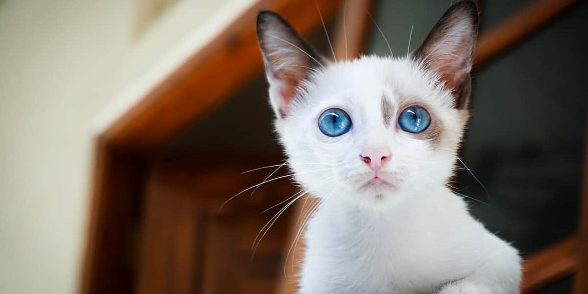 gatto che con lo sgurado cerca il proprietario