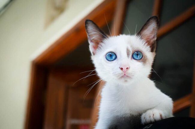 I Gatti Cercano Davvero il Nostro Aiuto gatto che con lo sgurado cerca il proprietario