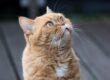 gatto che segue con lo sguardo il proprietario