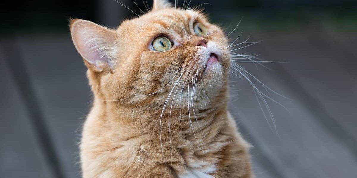 I gatti capiscono quando indichiamo qualcosa gatto che segue con lo sguardo il proprietario