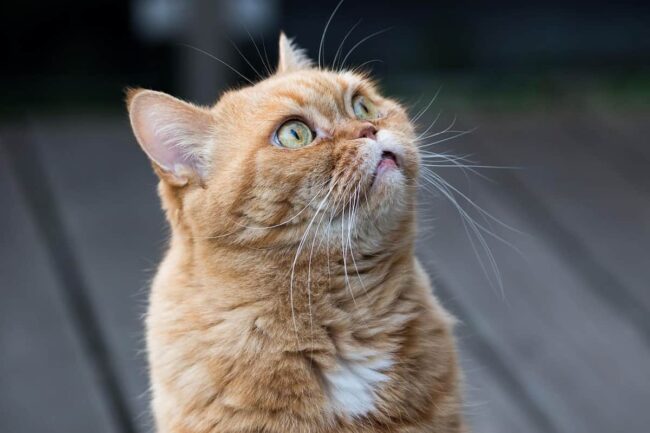 gatto che segue con lo sguardo il proprietario