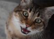 gatto che miagola