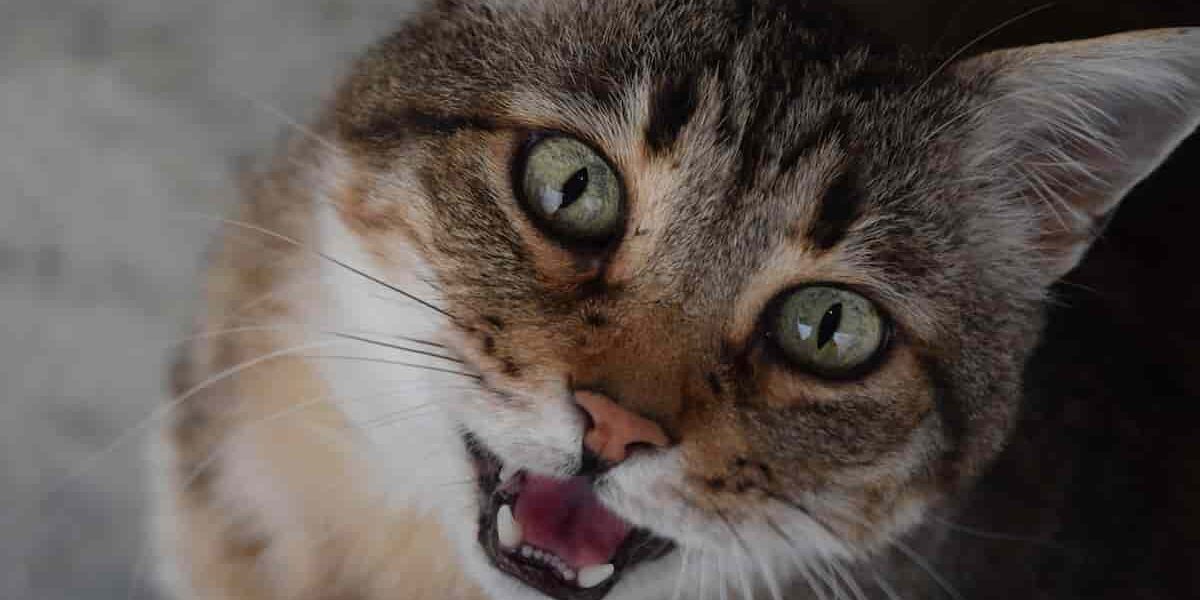 Il linguaggio vocale del gatto gatto che miagola