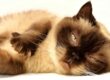 gatto che sta facendo le fusa