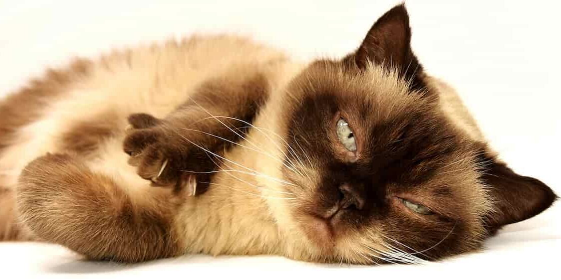 gatto che sta facendo le fusa