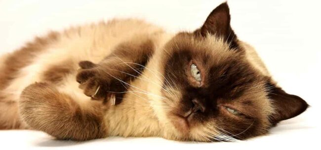gatto che sta facendo le fusa