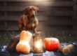 cane bassotto davanti a zucca