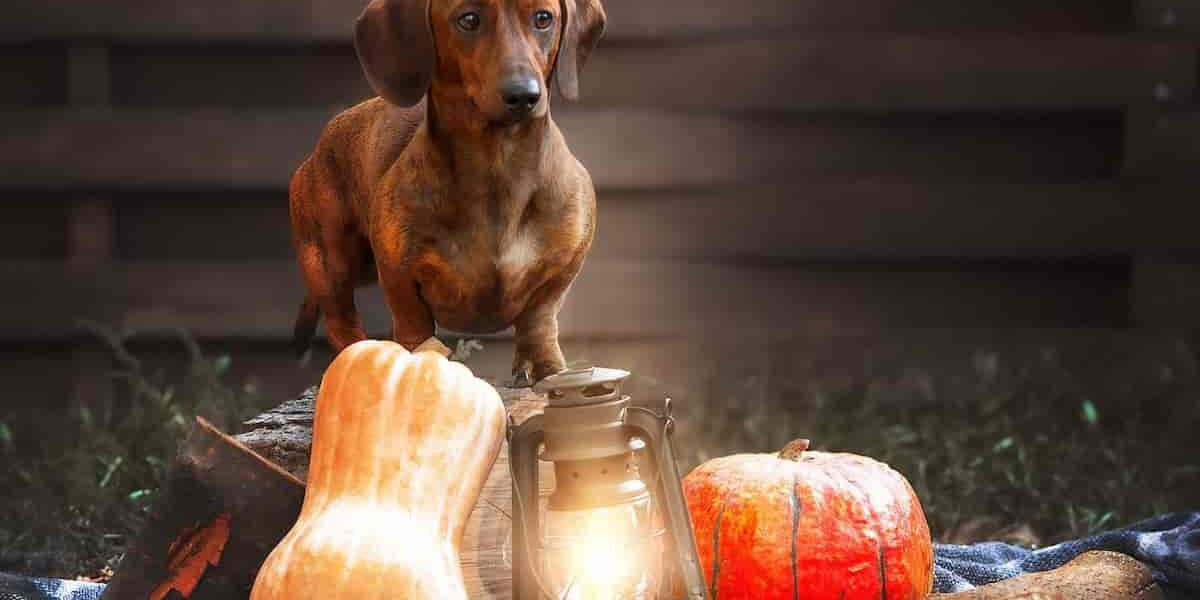 cane bassotto davanti a zucca