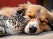 cane e gatto dormono insieme