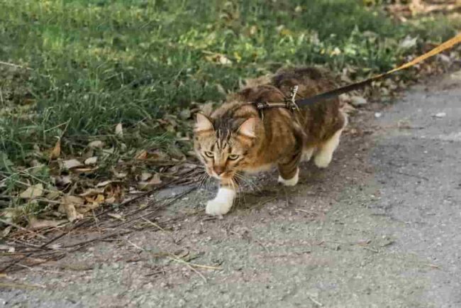 gatto al guinzaglio gatto che passeggia al guinzaglio