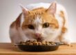 gatto che sta mangiando velocemente