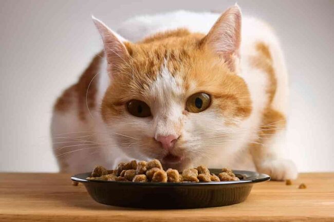 gatto che sta mangiando velocemente