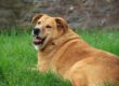 cane obeso sdraiato