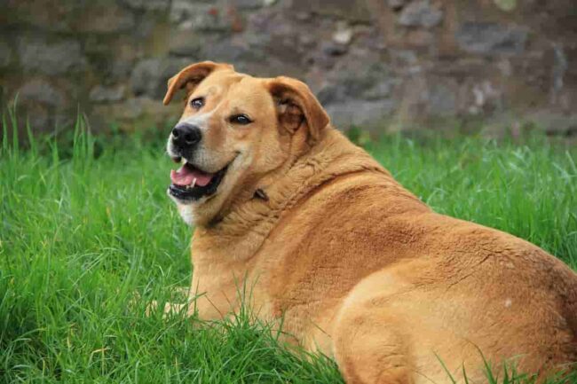 cane obeso sdraiato