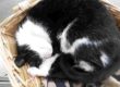 gatto che dorme nella sua cuccia