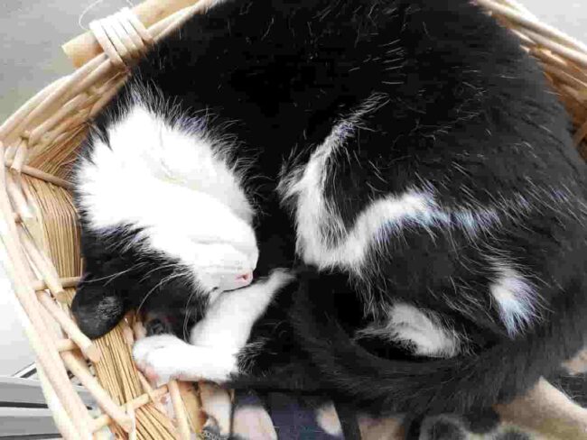 gatto che dorme nella sua cuccia