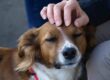 proprietario che accarezza il proprio cane con amore
