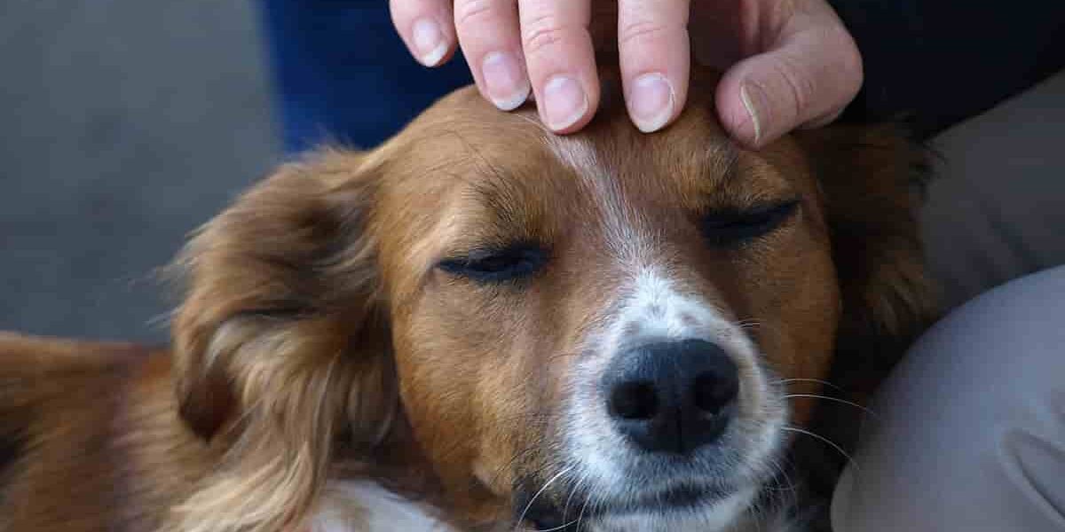 proprietario che accarezza il proprio cane con amore