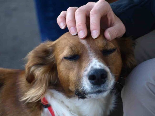 proprietario che accarezza il proprio cane con amore