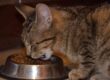 gatto che sta mangiando dalla ciotola