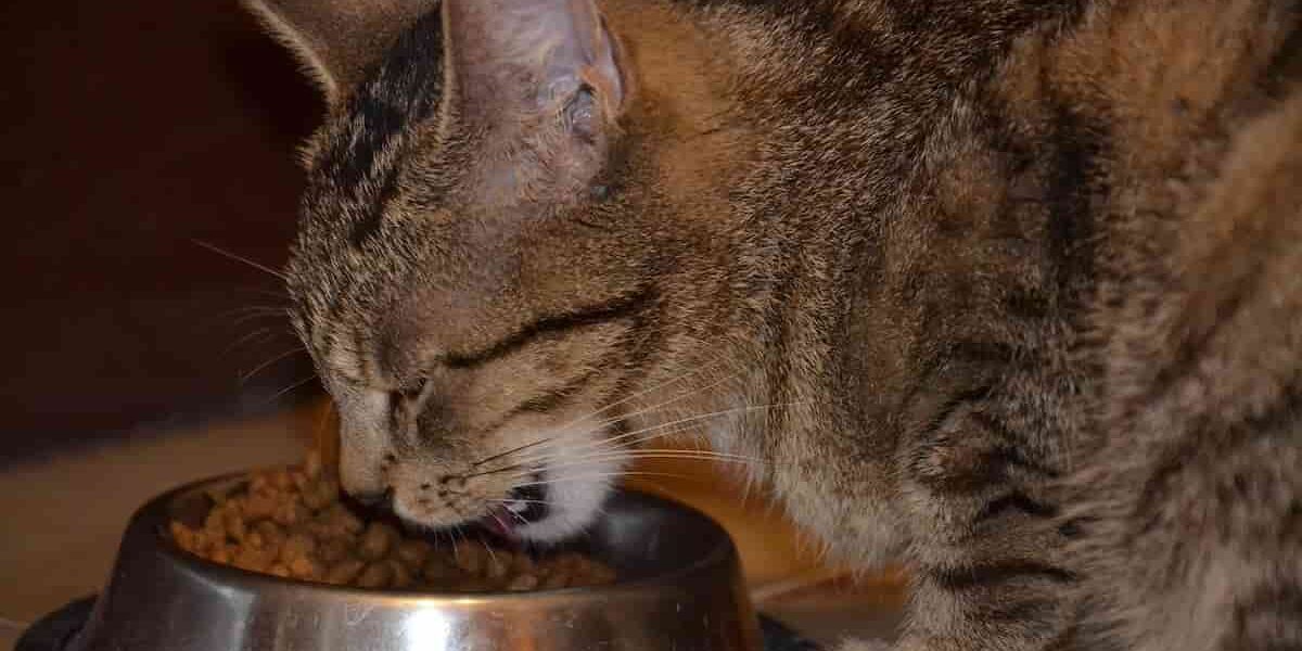come alimentare corretamente un gatto gatto che sta mangiando dalla ciotola