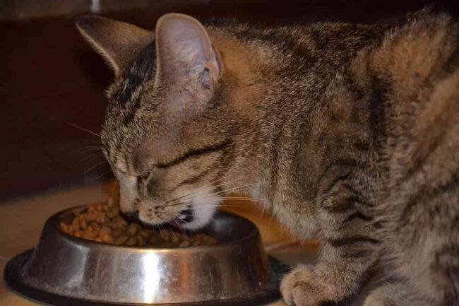 gatto che sta mangiando dalla ciotola