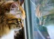 gatto triste che aspetta il proprietario