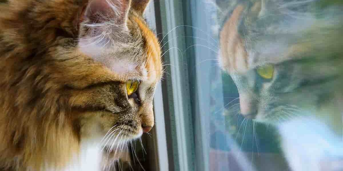come capire se gatto sente vostra mancanza1 gatto triste che aspetta il proprietario