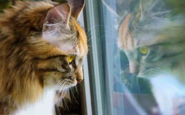 gatto triste che aspetta il proprietario