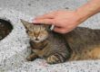 persona che accarezza la testa del gatto