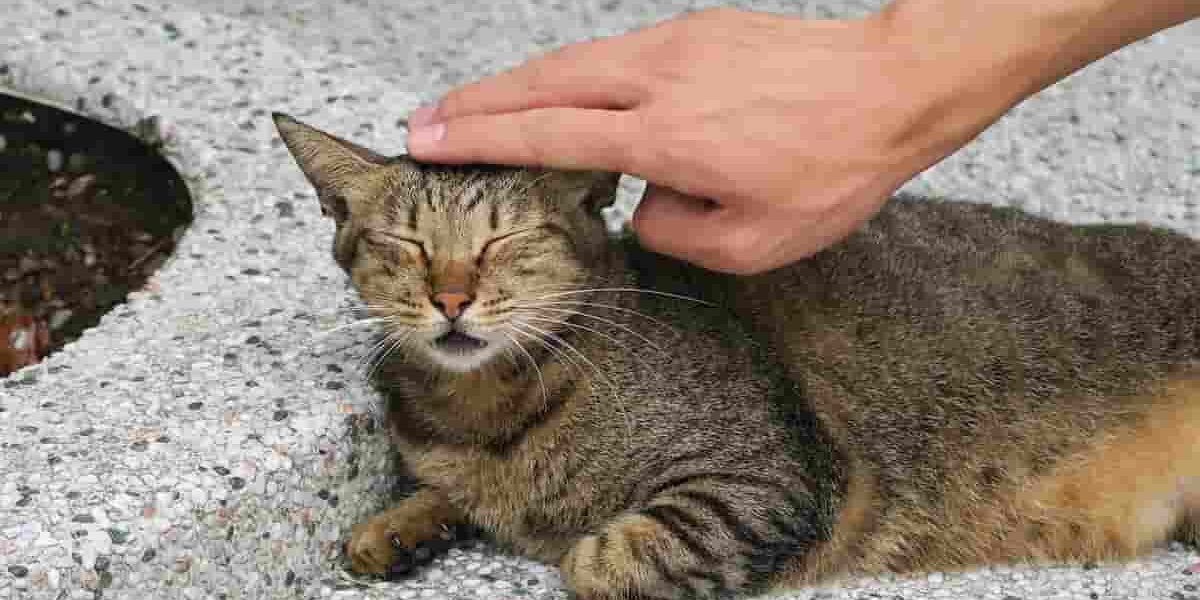 come farsi amico un gato persona che accarezza la testa del gatto