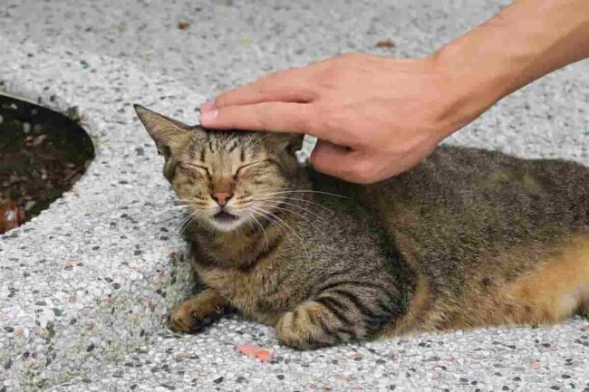 persona che accarezza la testa del gatto