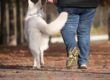 cane a passeggio con il proprietraio