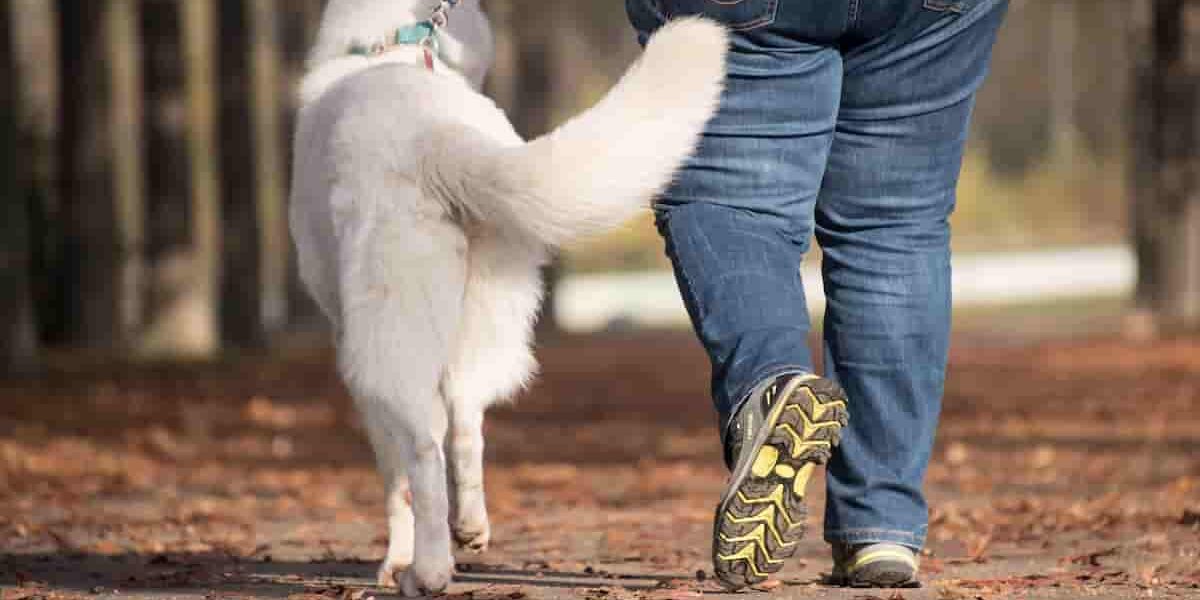 come incoraggiare il cane a passegiare cane a passeggio con il proprietraio
