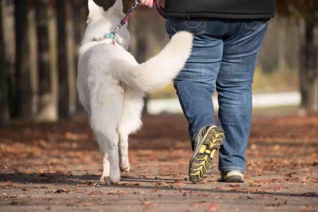 cane a passeggio con il proprietraio