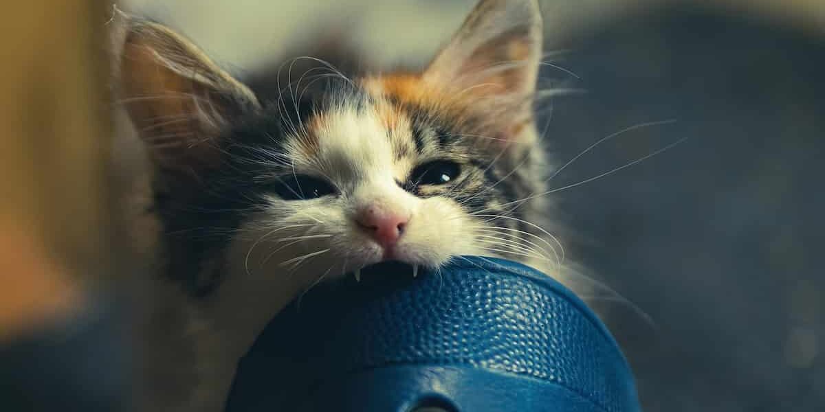 come insegnare ai gattini a non mordere gattino che morde un oggetto