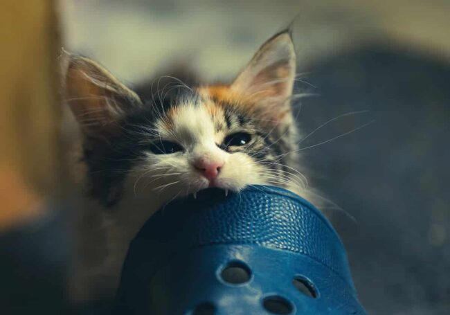 gattino che morde un oggetto