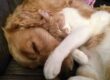 gatto e cane che dormono insieme
