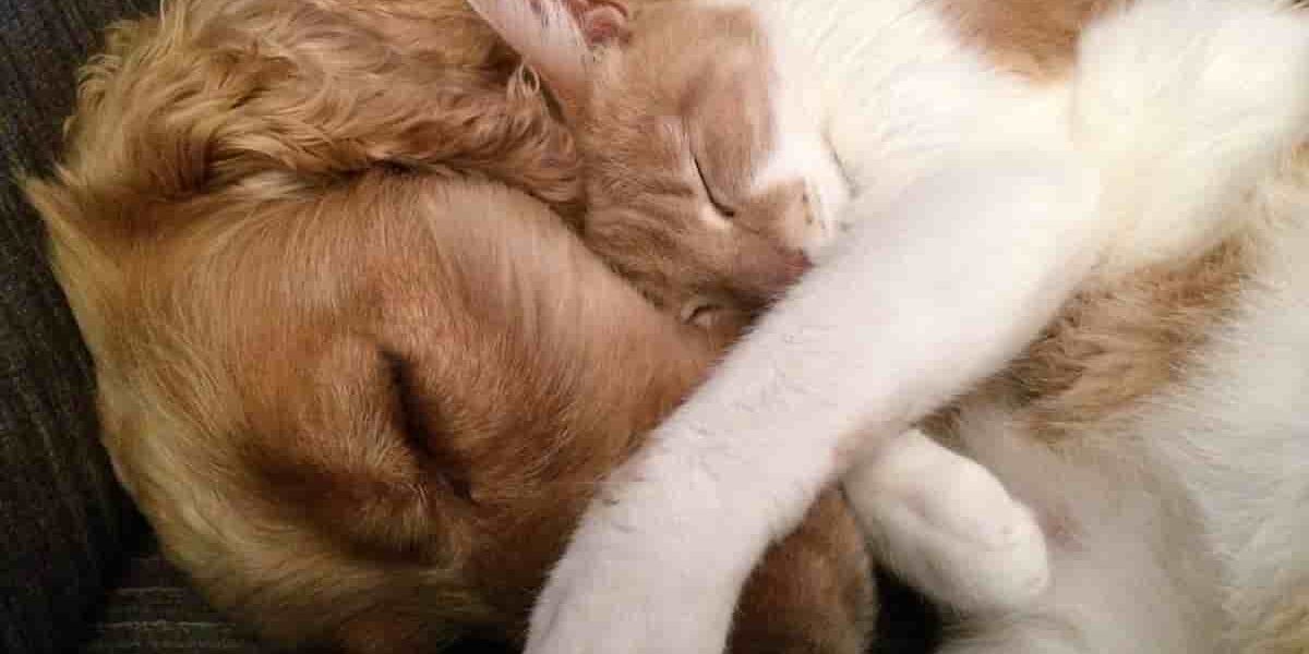 gatto e cane che dormono insieme