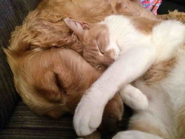 gatto e cane che dormono insieme