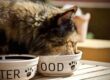 gatto che sta mangiando