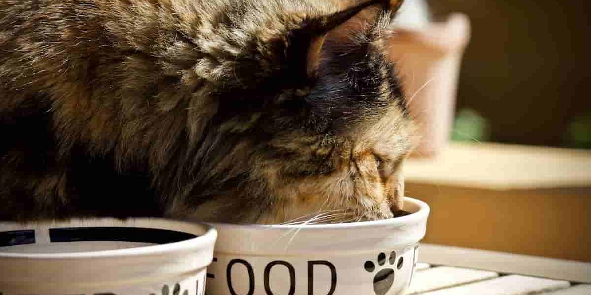 come integrare dieta dieta del gatto gatto che sta mangiando