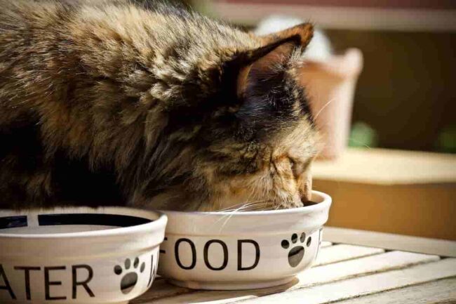 gatto che sta mangiando