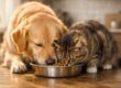 cane e gatto che mangiano insieme